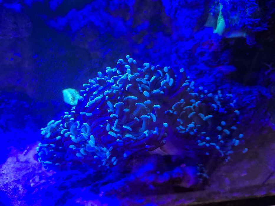 Euphylia  akwarium morskie