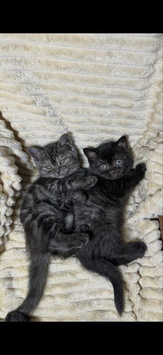 Шотландські кошенята