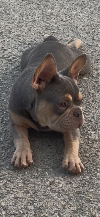 Bulldog frances macho