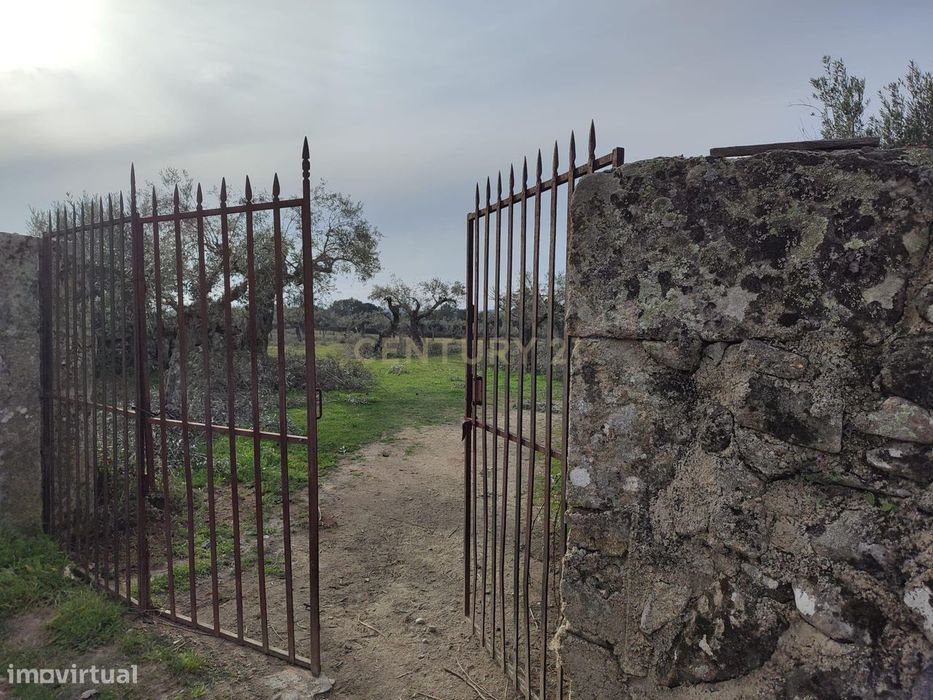 Terreno com olival tradicional | Póvoa de Rio de Moinhos, Castelo Bran — Póvoa De Rio De Moinhos E Cafede, Castelo Branco