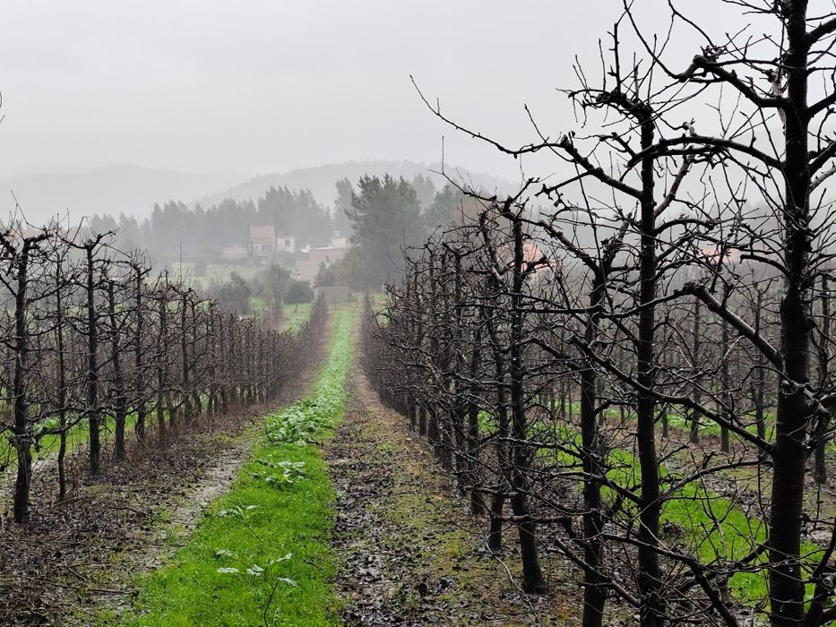 Vendo Terreno muito Bem Localizado Rua Francisco da Silva Madroeira Be