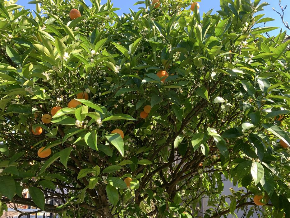 Laranjas biologicas variedade moscatel