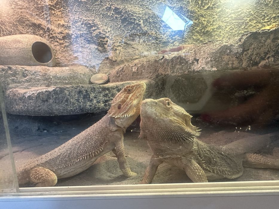 Terrarium i dwie agamy brodate