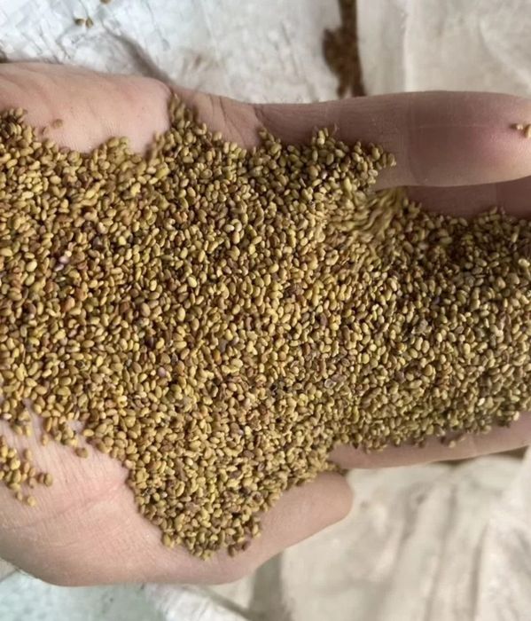 Насіння люцерни. .