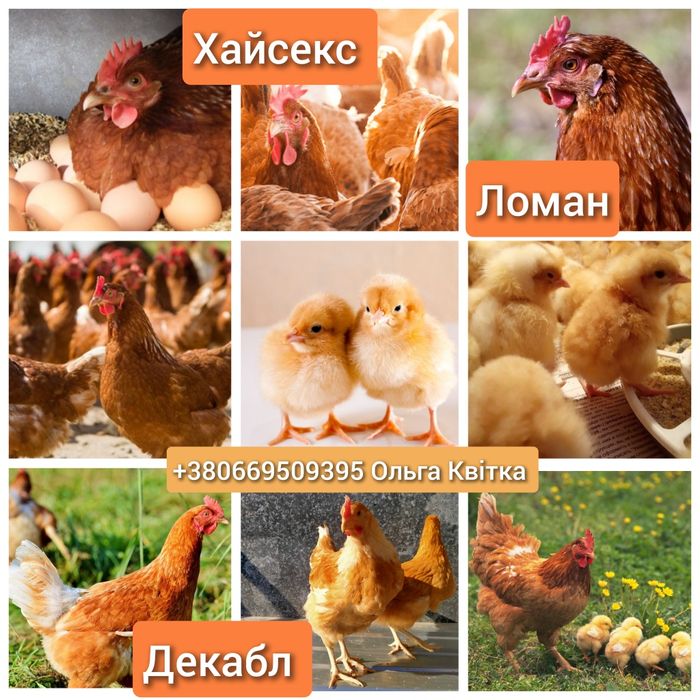 Несучка яйце імпорт Угорщина