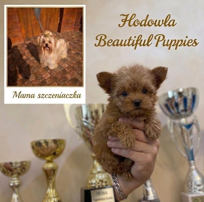 Yorkiepoo śliczne szczeniaczk piesek oraz suczka  /Tata pudel/ Pełna wyprawka