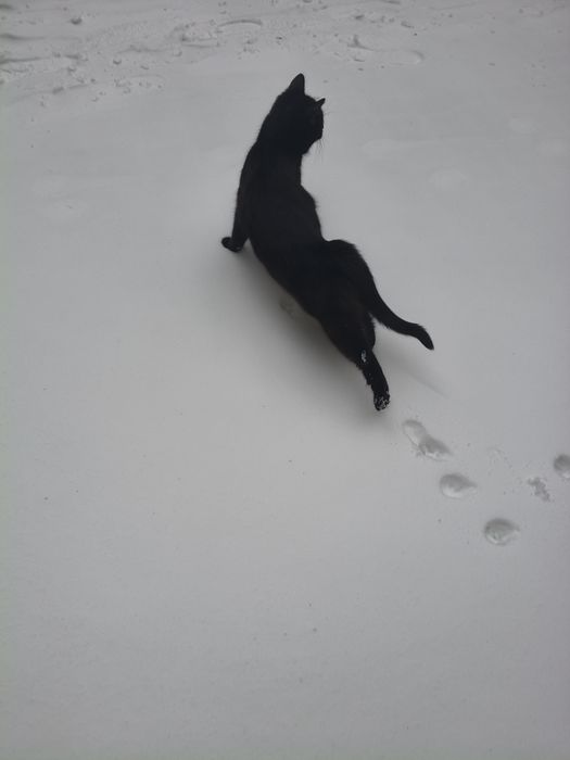 Котята черные мальчик  и девочка , серая девочка, хорошие руки