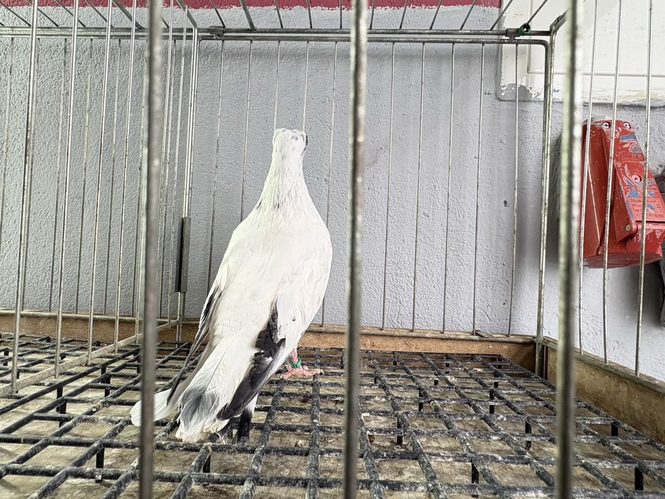 Szeki gołębie ozdobne