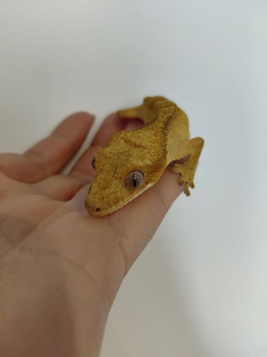 Gekon otrzęsiny  ns