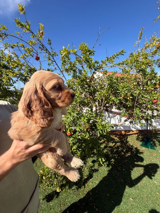 Cocker Spaniel Inglês Dourado.