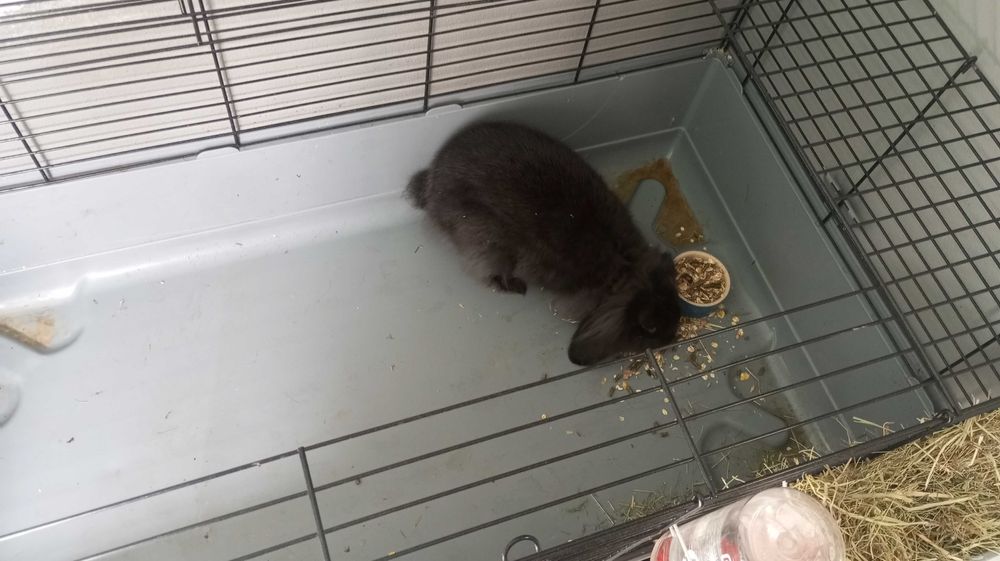 Trio de coelhos mini lop bellier