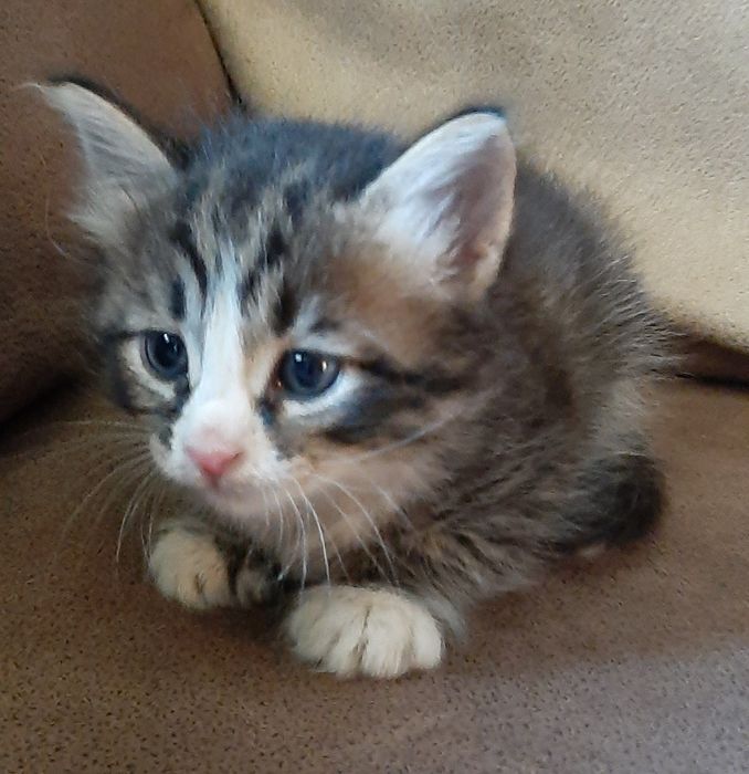 Котик мальчик темный с белым