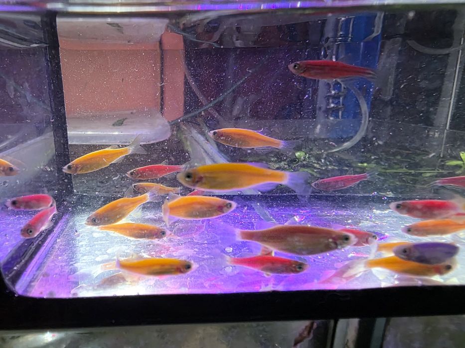 Danio pręgowane mix