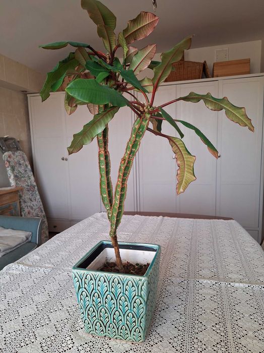 Wilczomlecz białounerwiony euphorbia z osłonką lub bez