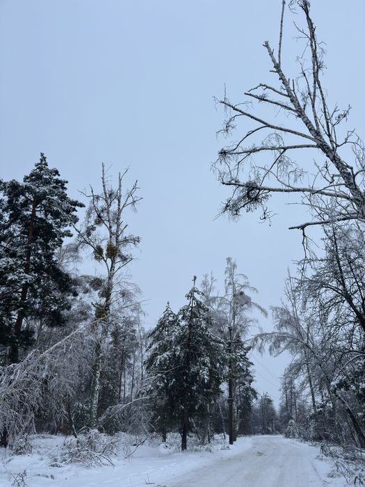 Дмитрівка 15 соток  біля лісу . Власник