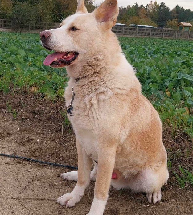 Misiek mix akity i labradora