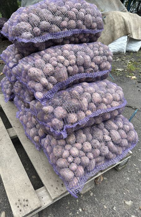 Дрібна картопля)))