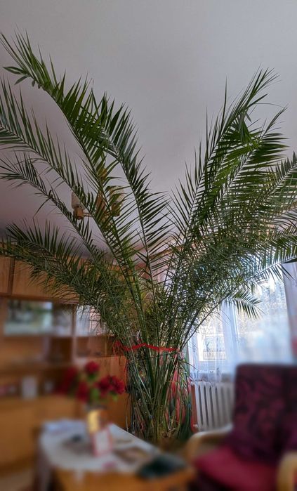 Palma daktylowiec kanaryjski