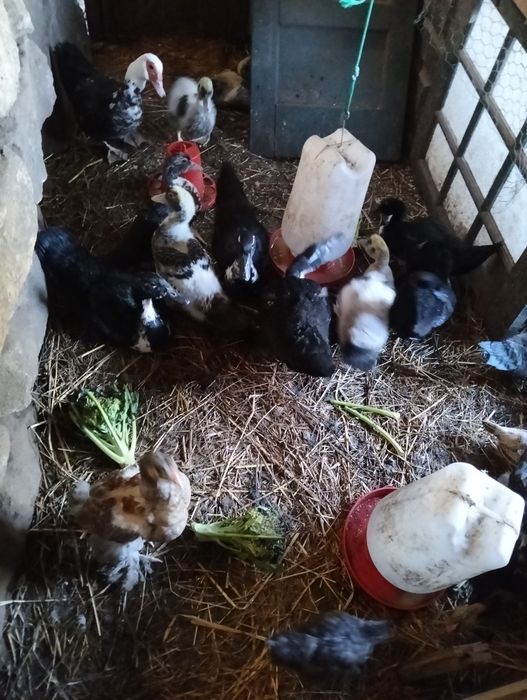 Patos mudos com 3 meses