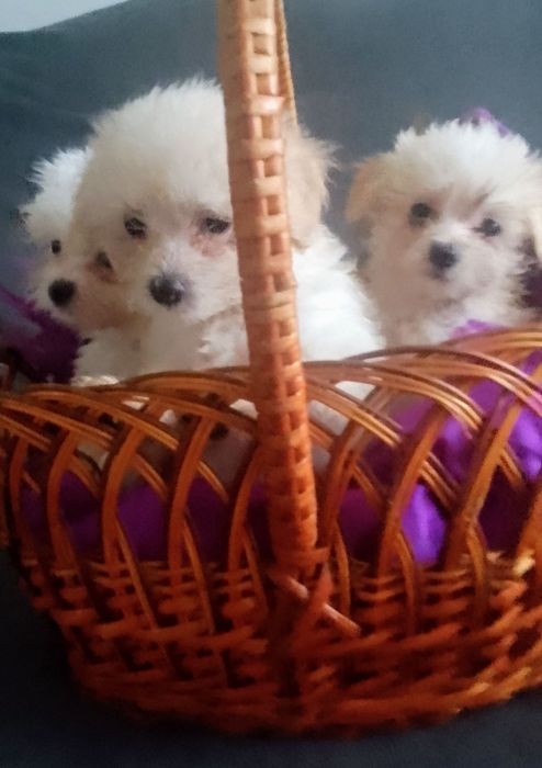 Маленькі мальтіпу хлопці і дівчатка