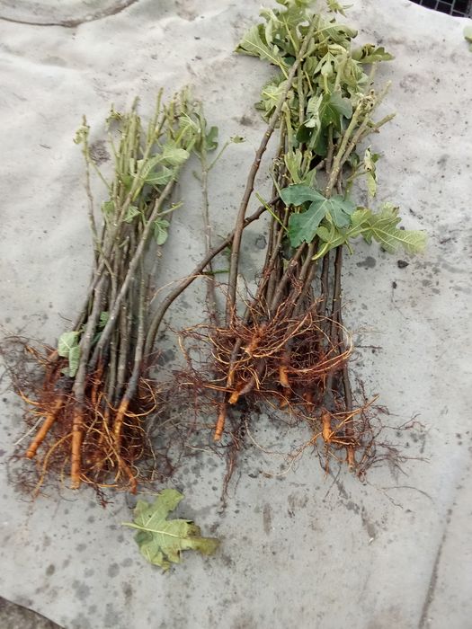 Саженцы инжира Киевский ранний Медовый Одесский абориген крымский черн