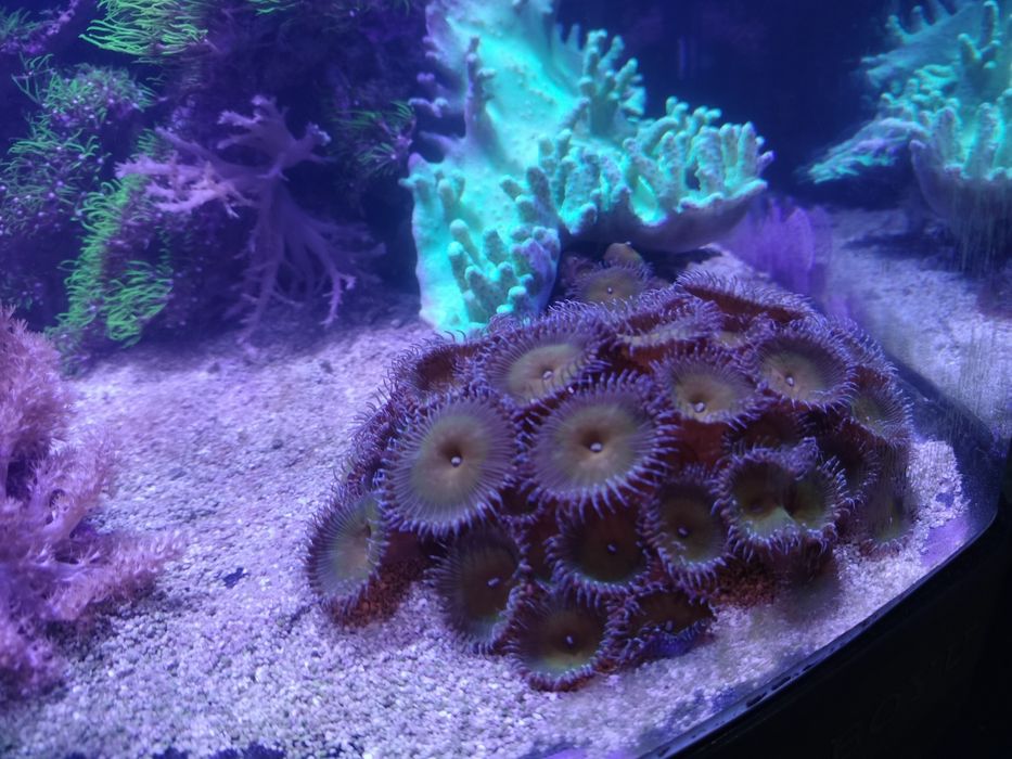 Coral palythoa colônia