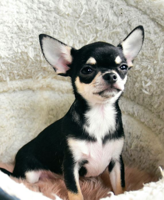 Chihuahua (FCI) malutki chłopczyk
