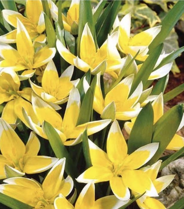 Тюльпан батанічний