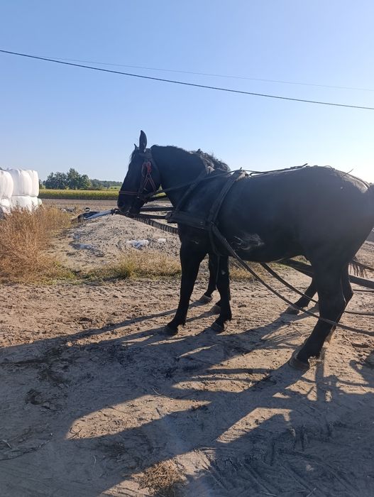 Sprzedam parę koni
