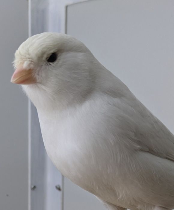 Kanarki białe recesywne