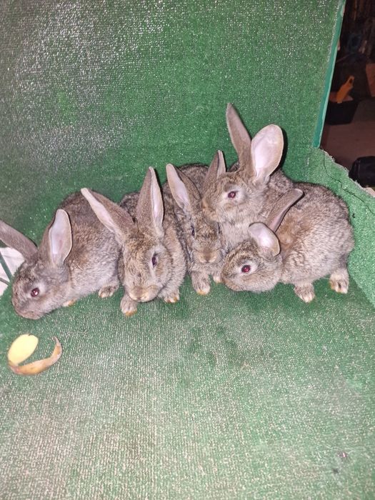 Sprzedam króliki mieszanka wjs z belgiem