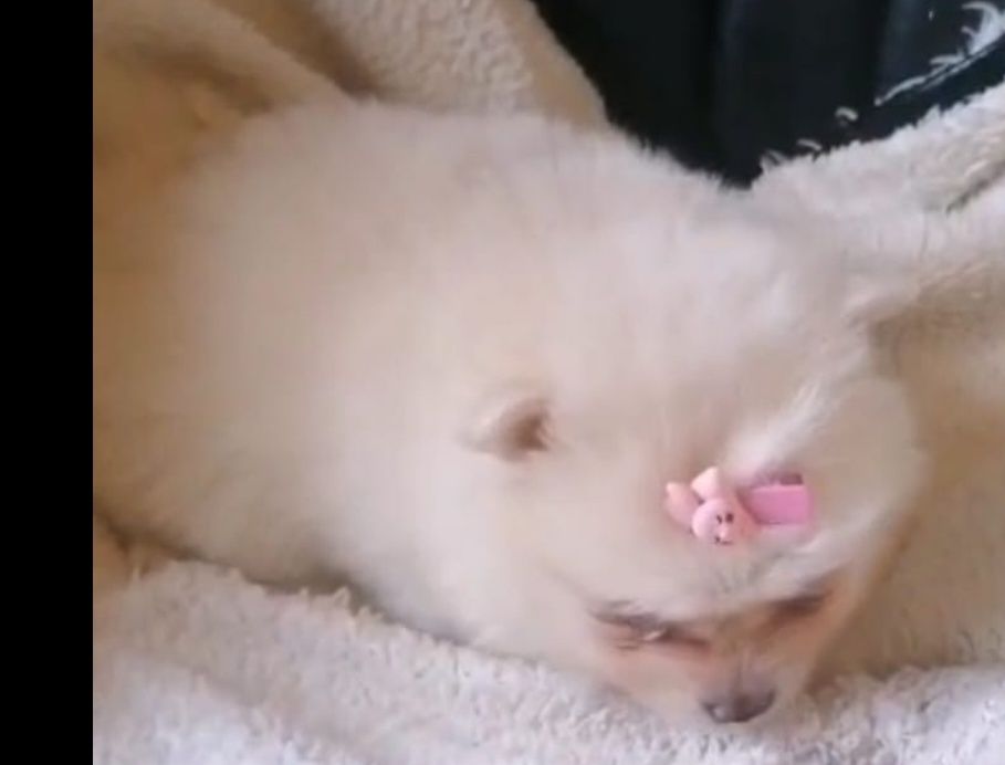 Spirz Lulu Anão  Alemão BRANCO qualidade  boneco Lulu da pomerânia   d