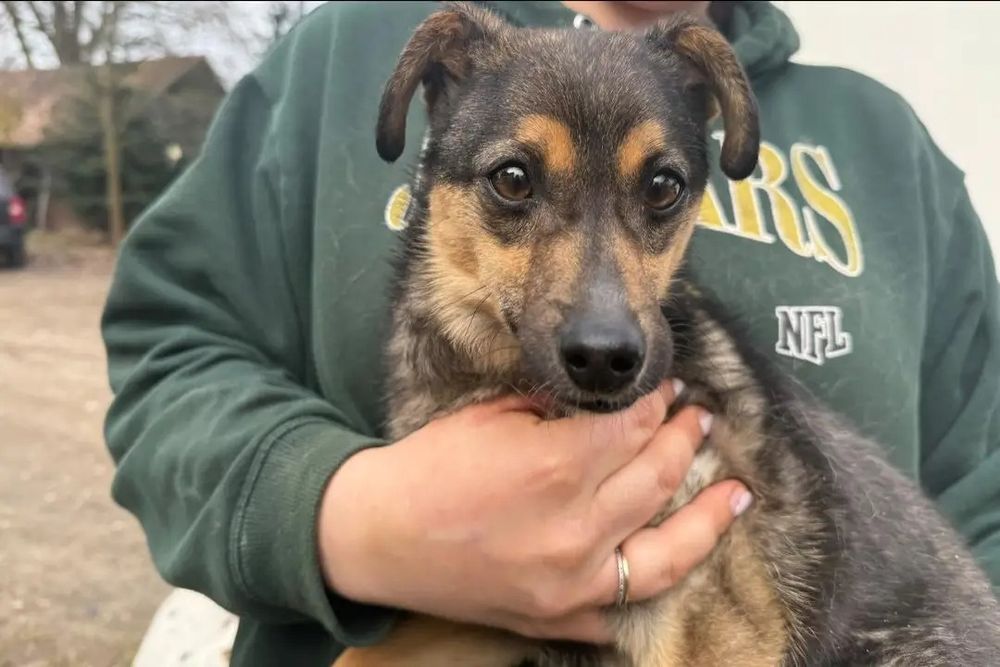 Mikro sunia do adopcji