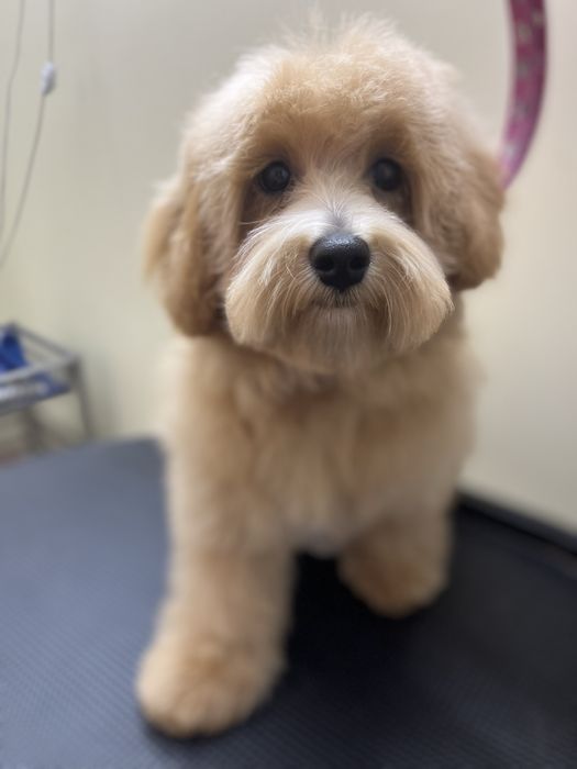 Стрижка собак та котів  зоолавка vorona