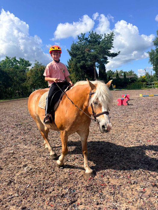 Klacz haflinger Mija oaza spokoju