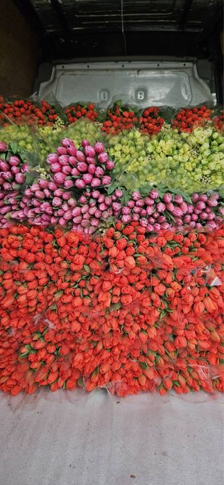 Тюльпани на 14 лютого