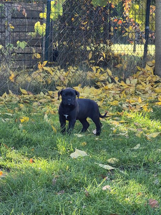 Czarny Szczeniak Cane Corso szczeniaczek mocni rodzice, rodowód