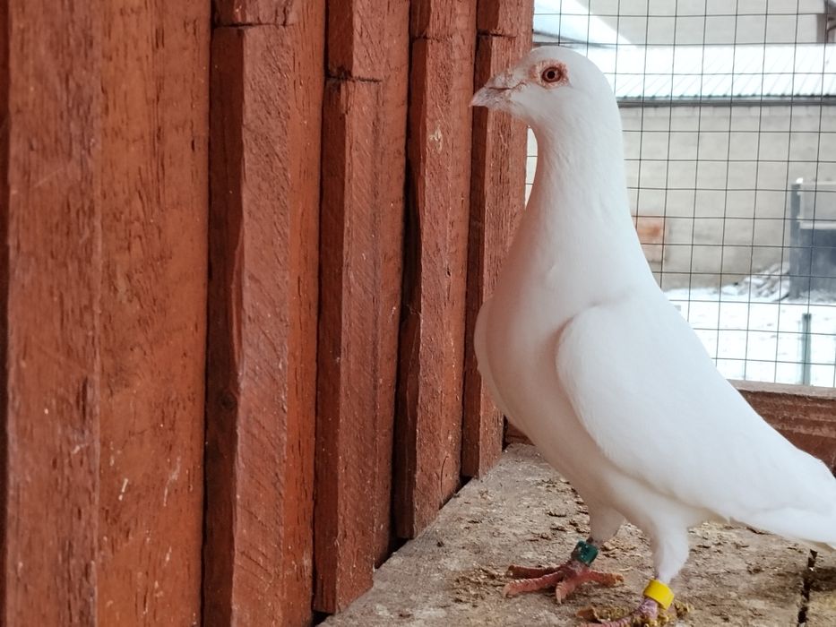 Samiec biały pocztowy