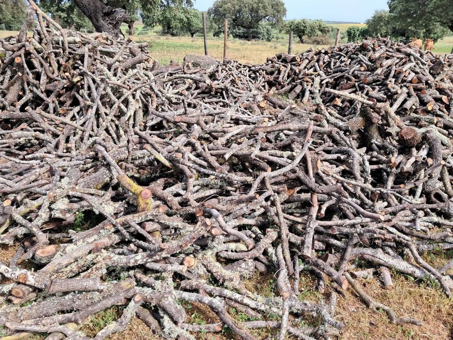 Lenha de limpeza de azinho