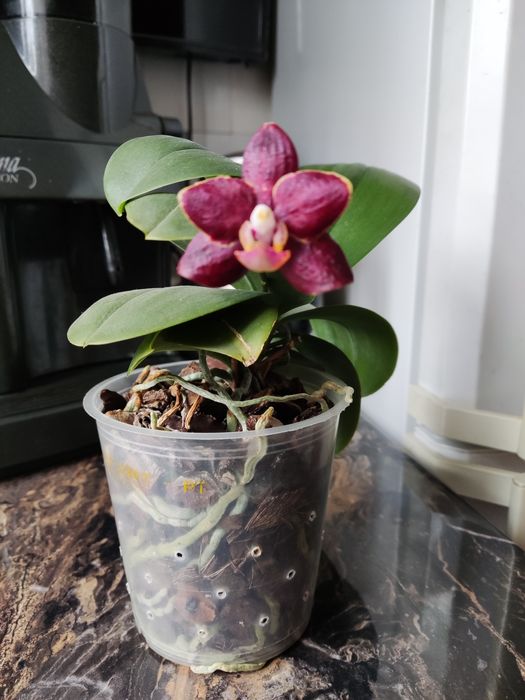 Продам домашню орхідею.