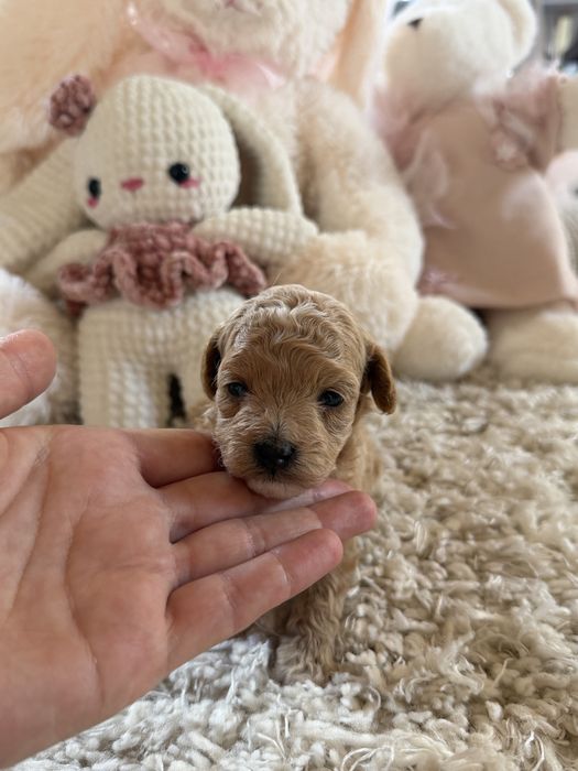 Maltipoo suczka