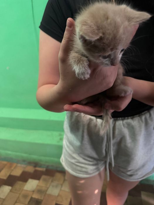 Отдам 3 котят бесплатно