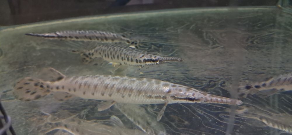 Vendo lepisosteus oculatus 12-15Cm