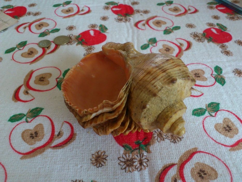 Большая морская раковина 70 годов СССР.