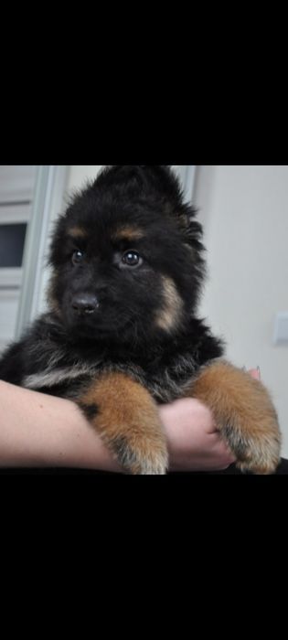 Купити німецьку вівчарку