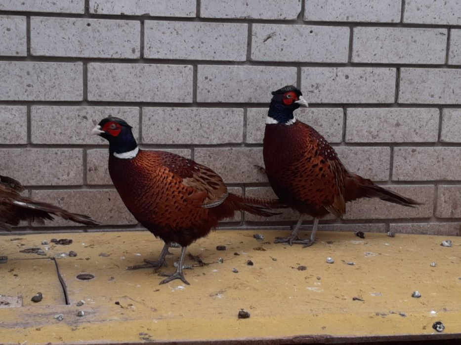 Фазан охотничий ( самцы)