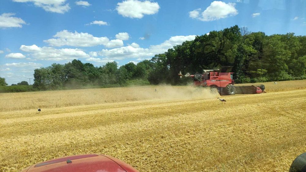 Siew zbóż. Strip till.