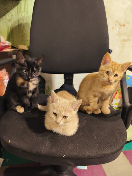кошенята, дві чудові дівчинки шукають люблячу родину