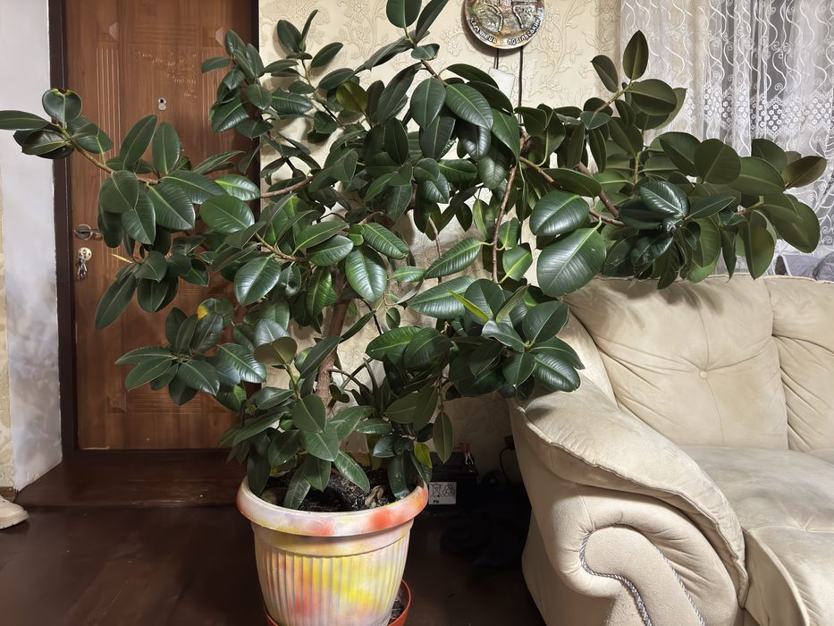 Фікус каучуконосний
