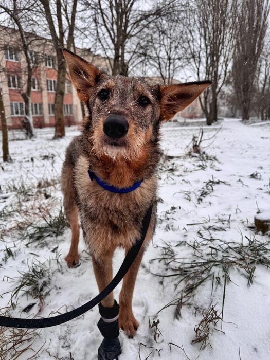 Собака в пошуку сімʼї